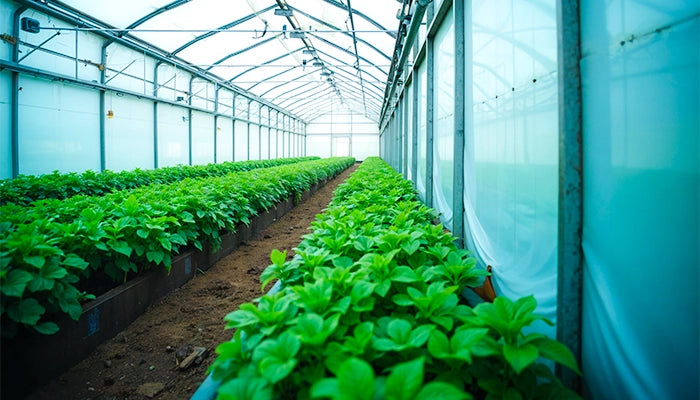 Importance of Moisture Control in Greenhouses and Farming